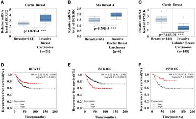 Elevated BCAA Suppresses the Development and Metastasis of Breast Cancer